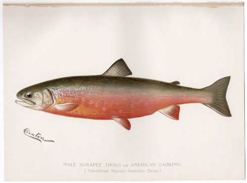 Denton fish lithograph from 1897 male trout